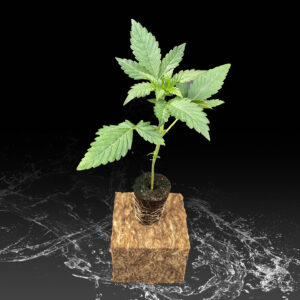 Sämlinge Samenvorzucht