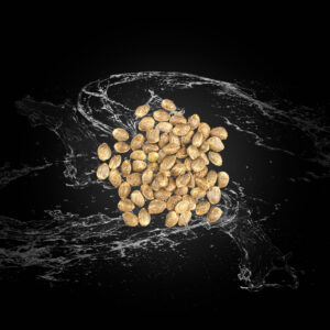 Gorilla Haze S1 Seeds