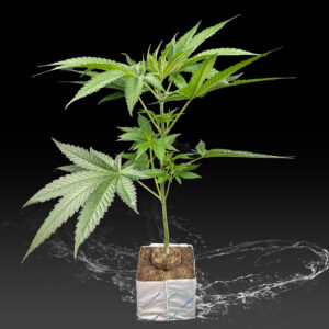 Topfpflanzen Vorzucht